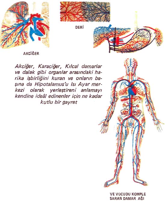 Bazal Metabolizma ve Isı Üretimi