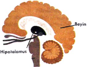 Hipotalamus ve İşlevleri