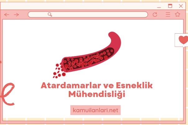 Atardamarlar ve Esneklik Mühendisliği